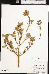 Phoradendron leucarpum subsp. tomentosum image