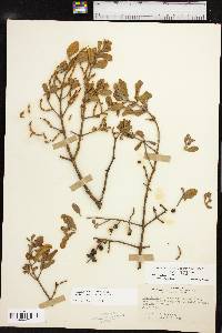 Phoradendron leucarpum subsp. tomentosum image