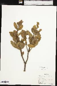 Phoradendron leucarpum subsp. tomentosum image