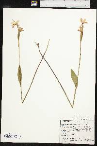 Pogonia ophioglossoides image