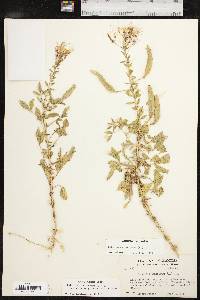 Polanisia dodecandra subsp. trachysperma image