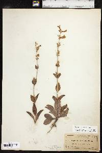 Penstemon fendleri image