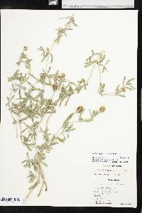 Phyla cuneifolia image