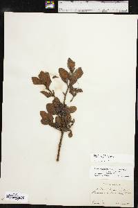 Phoradendron leucarpum subsp. tomentosum image