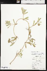 Phyla cuneifolia image