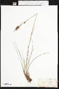 Pleea tenuifolia image