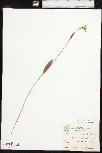 Pogonia ophioglossoides image