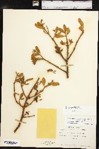 Phoradendron leucarpum subsp. tomentosum image