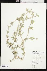 Phyla cuneifolia image