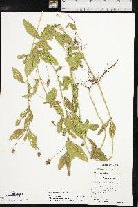 Phyla lanceolata image