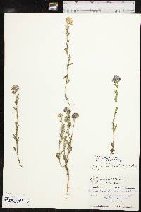 Phacelia strictiflora var. robbinsii image