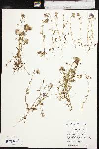 Phacelia glabra image