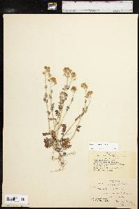 Phacelia hirsuta image