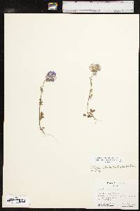 Phacelia strictiflora var. lundelliana image