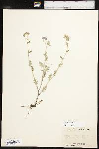 Phacelia hirsuta image