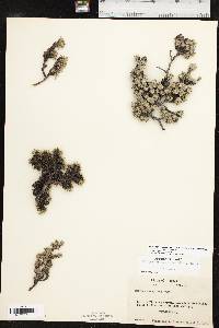 Petrophytum caespitosum image