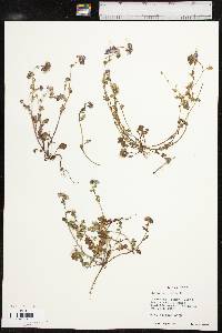 Phacelia glabra image