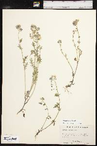 Phacelia hirsuta image