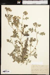 Phacelia congesta image