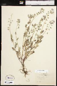 Phacelia hirsuta image