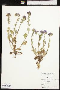 Phacelia strictiflora var. lundelliana image