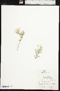 Phlox oklahomensis image