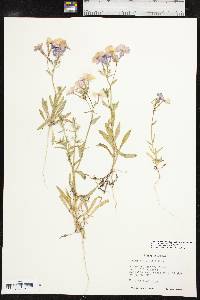 Phlox drummondii image