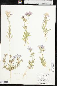 Phlox drummondii image