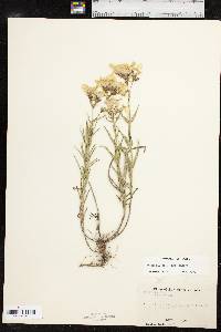 Phlox pilosa subsp. pilosa image