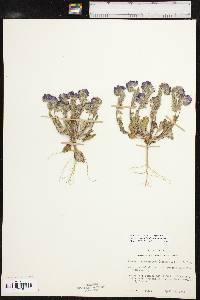 Phacelia strictiflora image