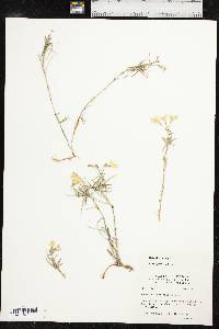 Phlox oklahomensis image