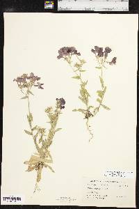 Phlox drummondii image