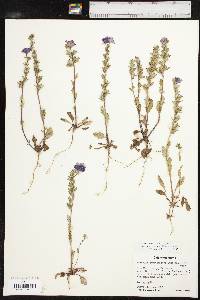 Phacelia strictiflora image