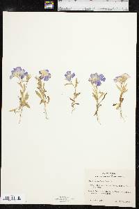 Phlox roemeriana image