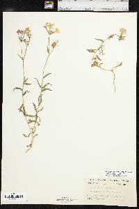 Phlox drummondii subsp. drummondii image