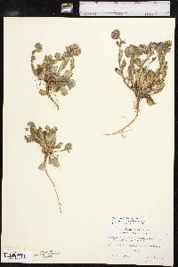 Phacelia strictiflora var. lundelliana image