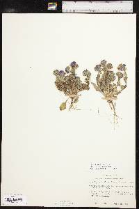 Phacelia strictiflora image