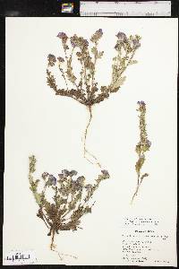 Phacelia strictiflora var. lundelliana image