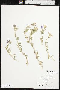 Phlox cuspidata image