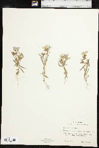 Phlox cuspidata image