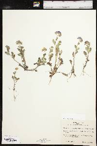 Phacelia patuliflora image