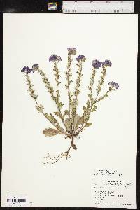 Phacelia strictiflora var. lundelliana image