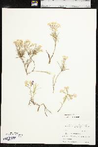 Phlox oklahomensis image