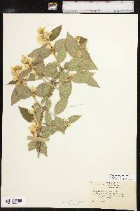 Philadelphus pubescens image