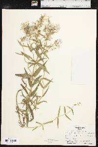 Phlox pilosa subsp. pilosa image