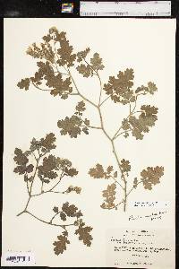 Phacelia rupestris image