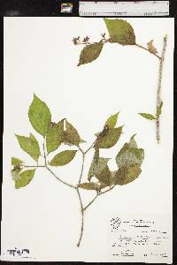 Philadelphus pubescens image