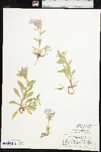 Phlox drummondii subsp. mcallisterii image