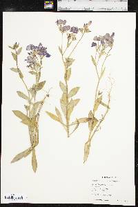 Phlox roemeriana image