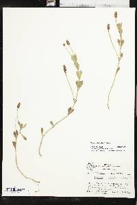 Phyla nodiflora image